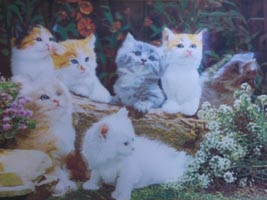 Kittens On Log Kittens On Log