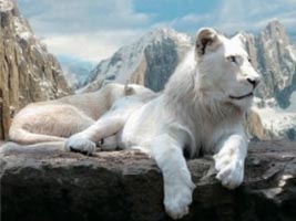 Mountain Lioness Mountain Lioness
