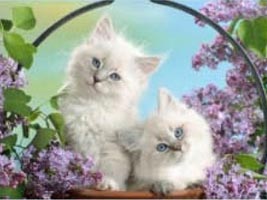 Persian Kittens Persian Kittens