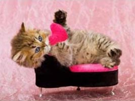 Pink Heart Kittens Pink Heart Kittens