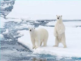 Polar Bears Polar Bears