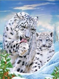 Snow Leopard Snow Leopard