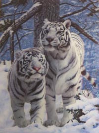 White Snow Tigers White Snow Tigers