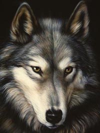 Wolf Head Wolf Head